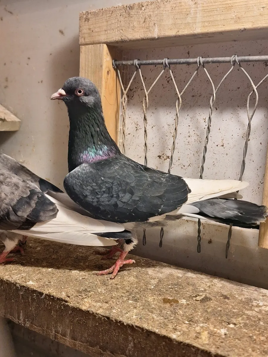 Roller pigeons - Image 3