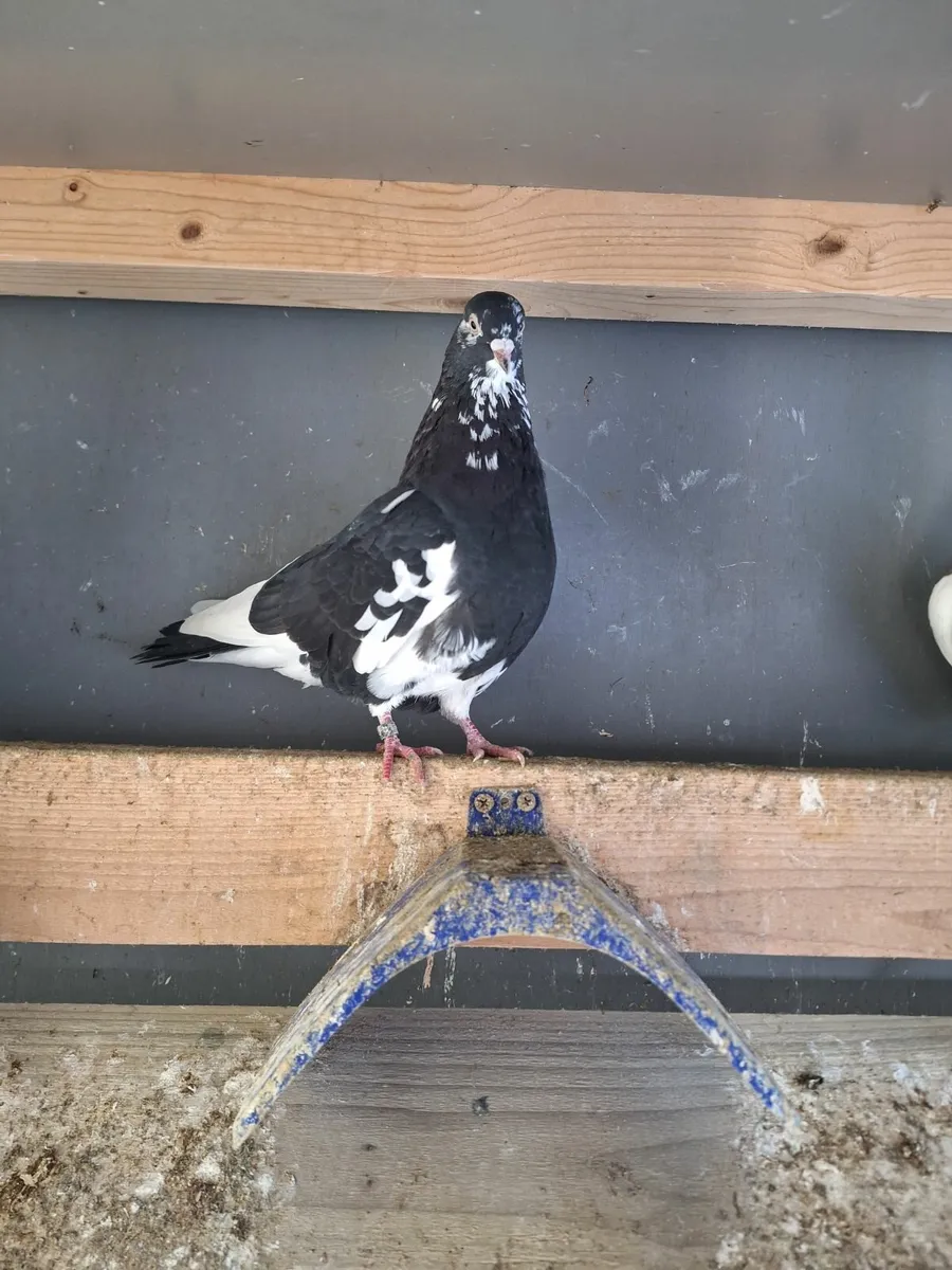 Roller pigeons - Image 4