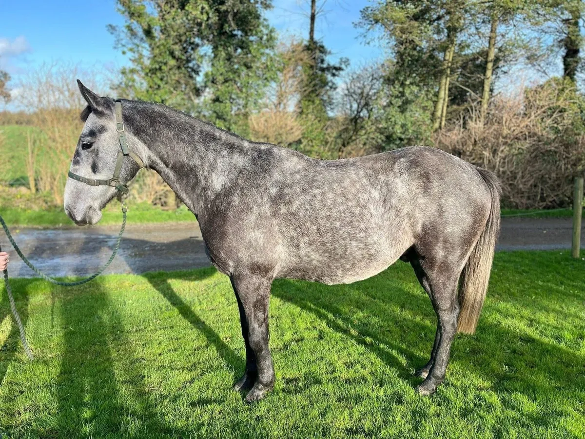 Horse for sale - Image 1