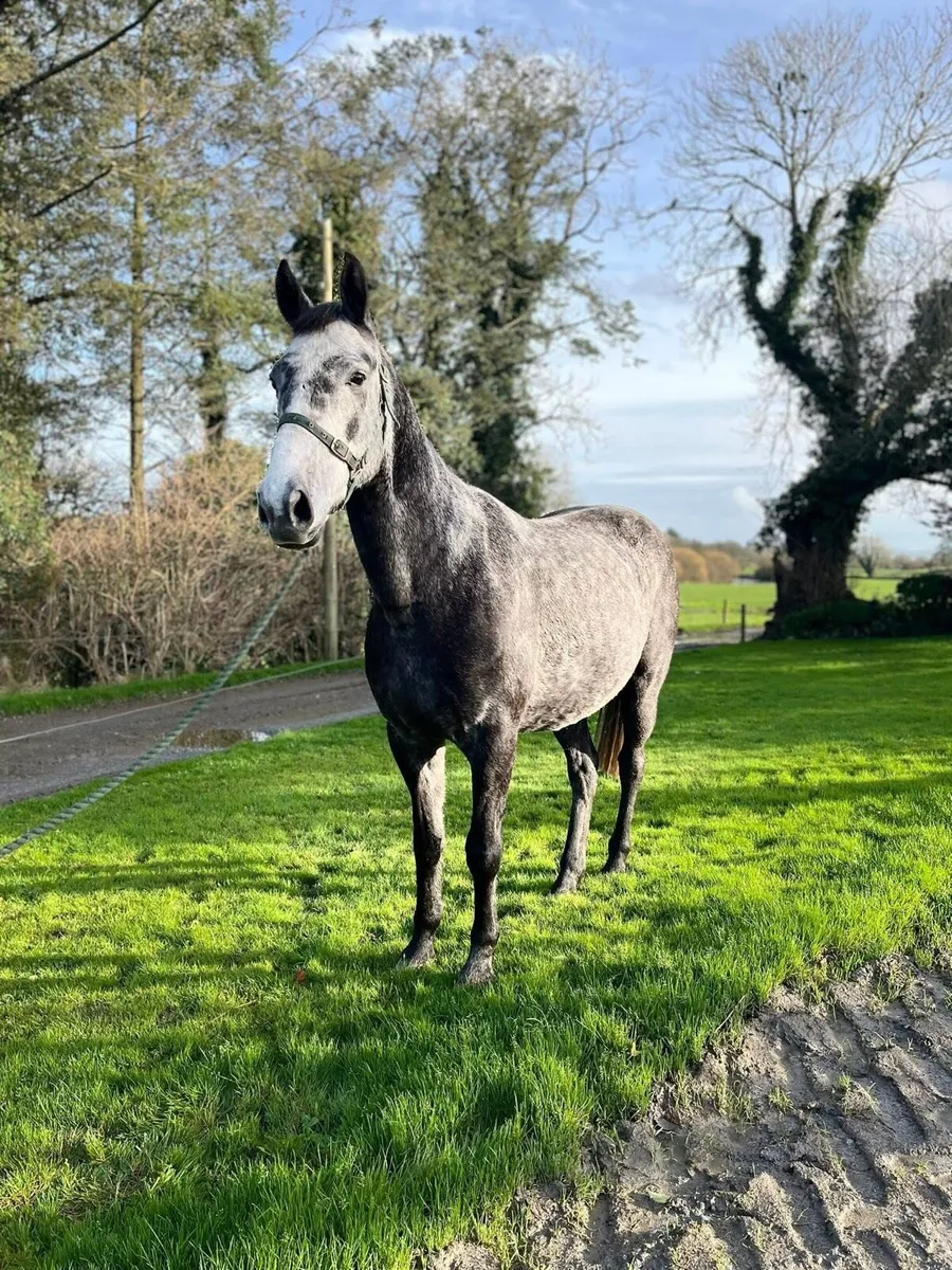 Horse for sale - Image 2