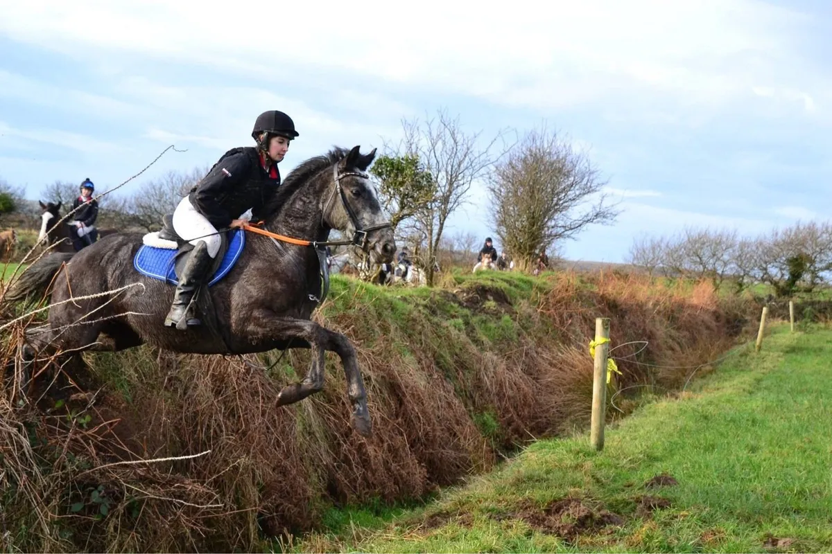 Horse for sale - Image 4