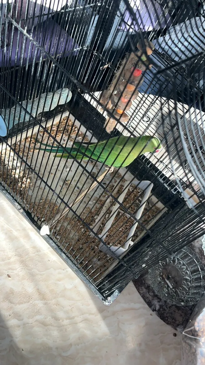 Green ring neck parrot - Image 2
