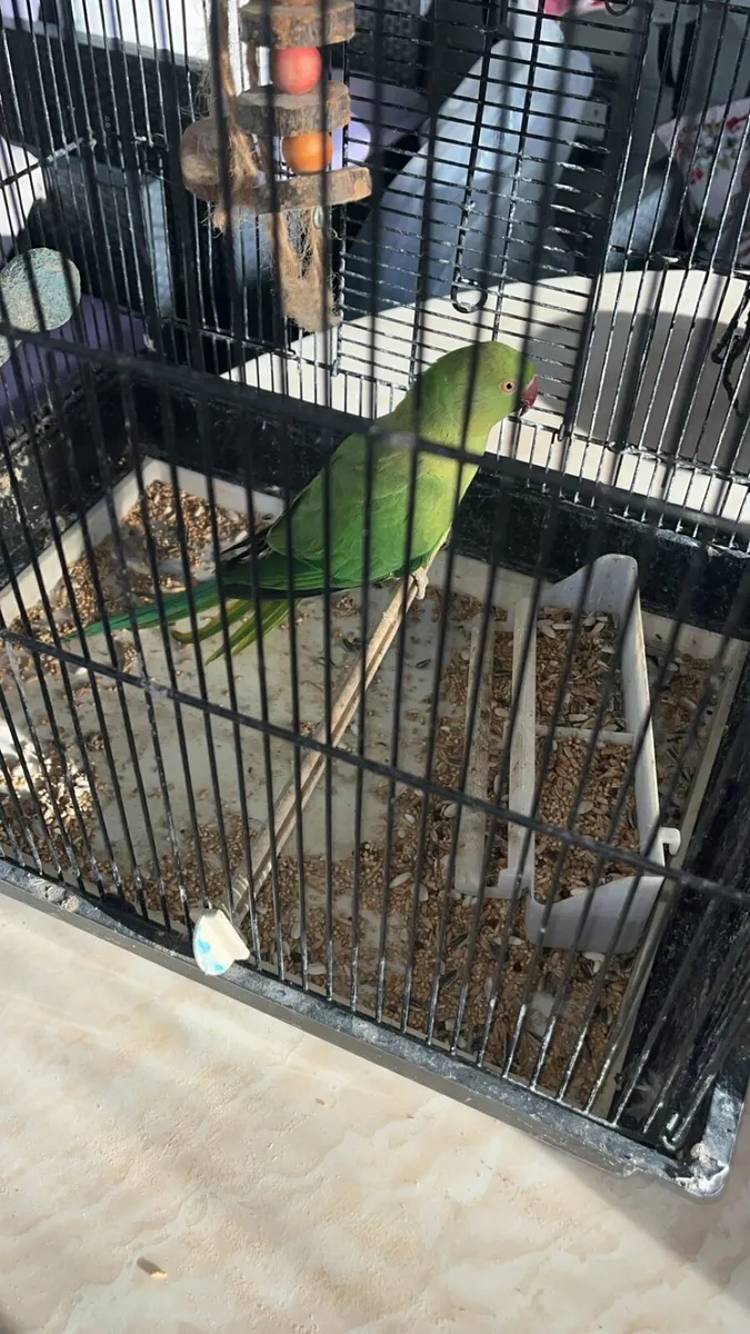 Green ring neck parrot - Image 3
