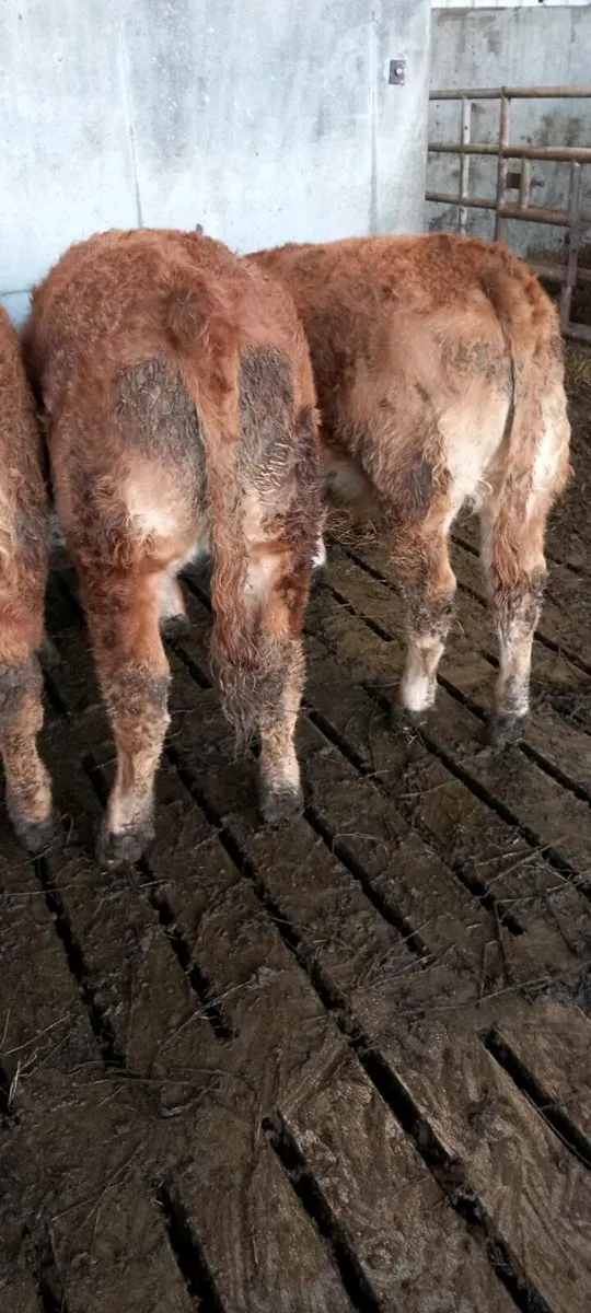 Organic  weanling - Image 1