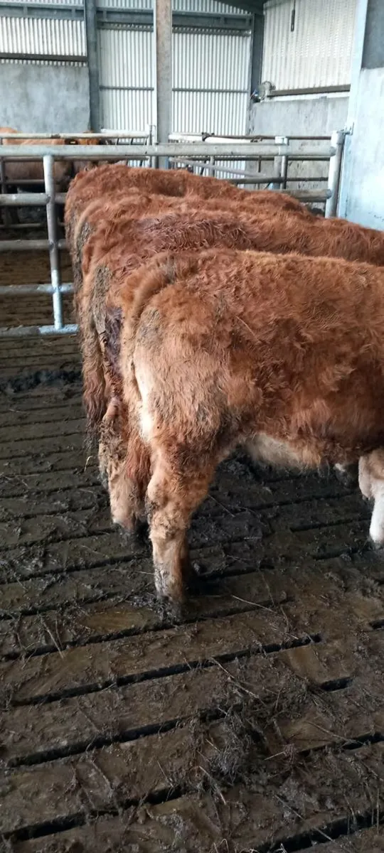 Organic  weanling - Image 2