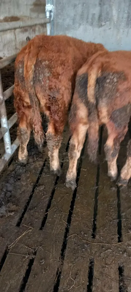 Organic  weanling - Image 3