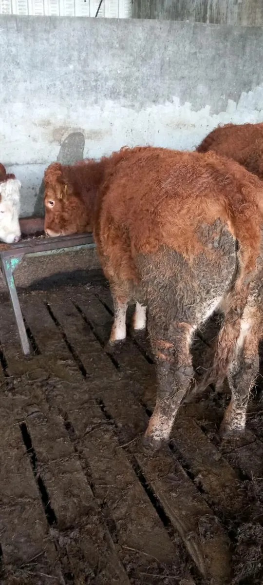 Organic  weanling - Image 4