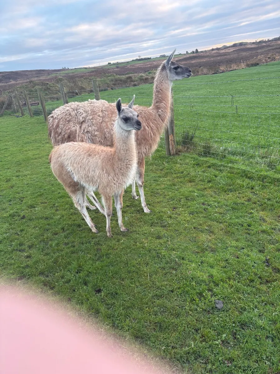 Llamas - Image 2