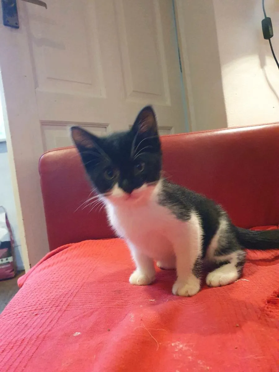 Kitten - Image 1