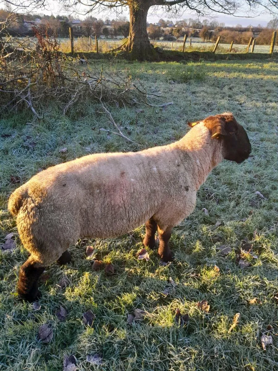 Suffolk ram - Image 1