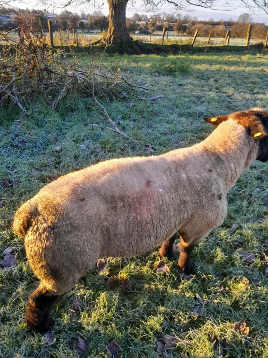 Suffolk ram - Image 2