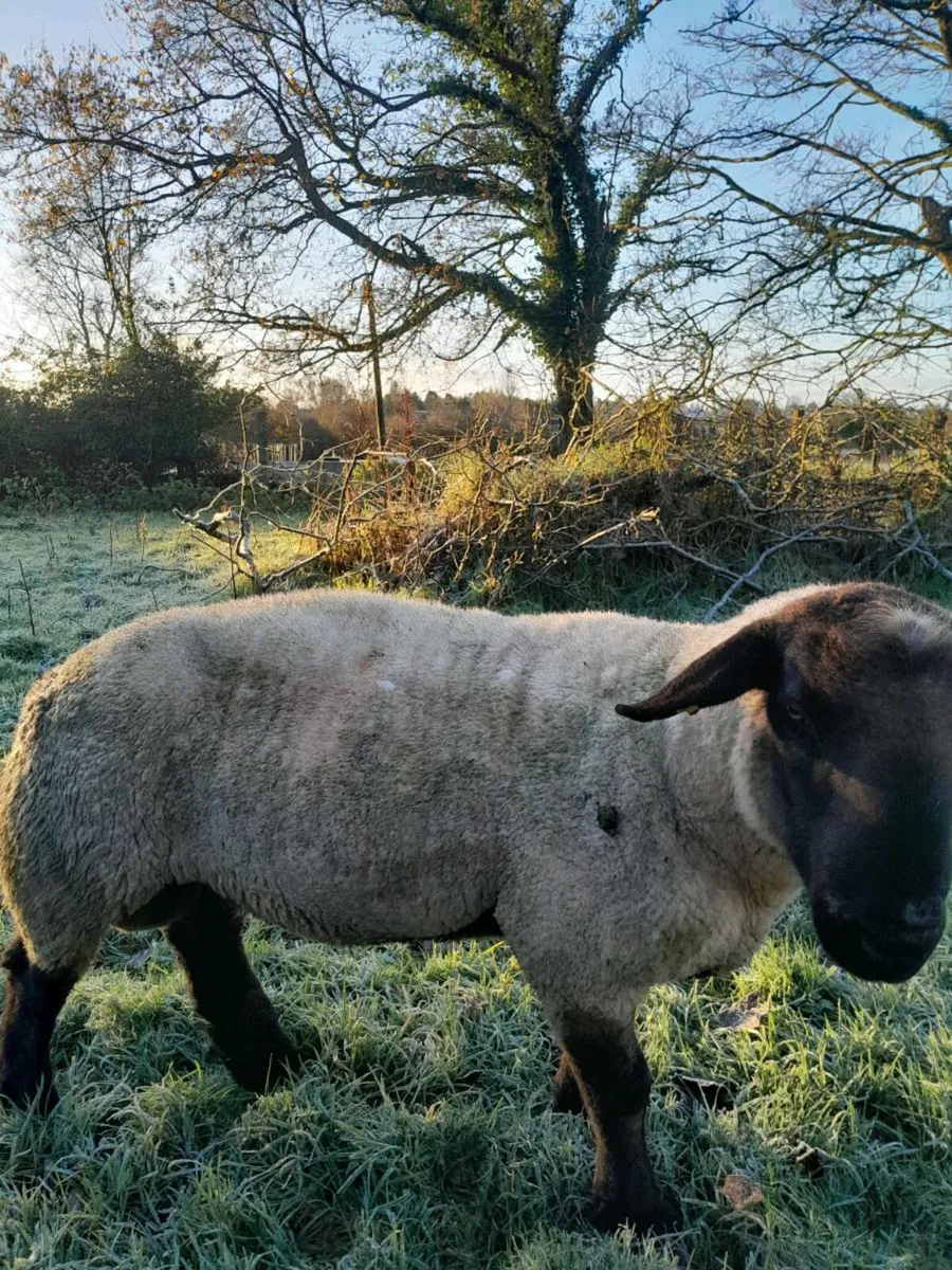 Suffolk ram - Image 3