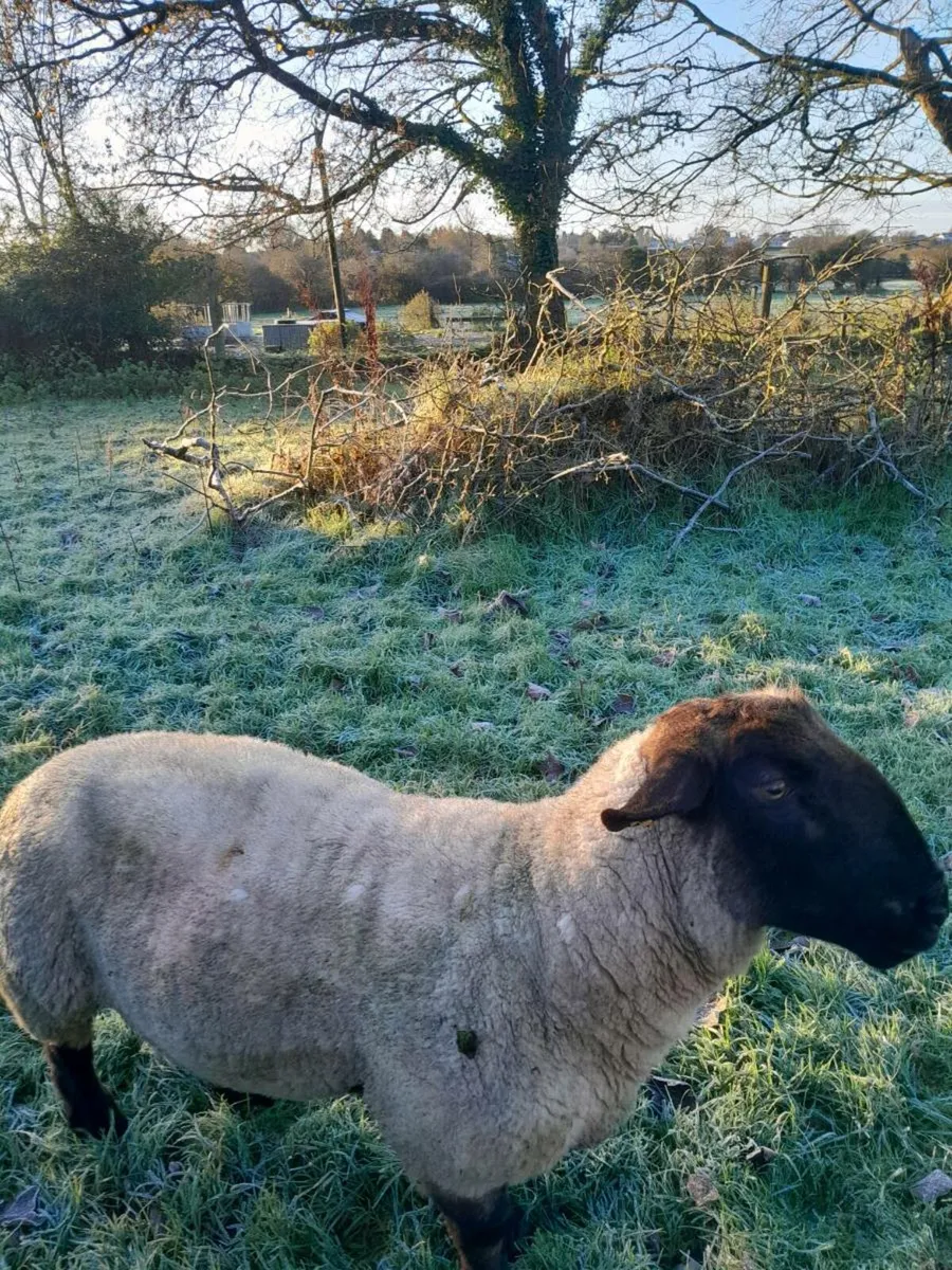 Suffolk ram - Image 4