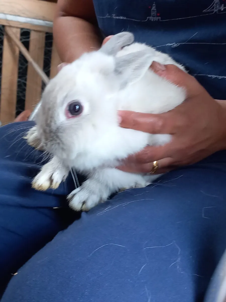 Netherland dwarf rabbit - Image 2