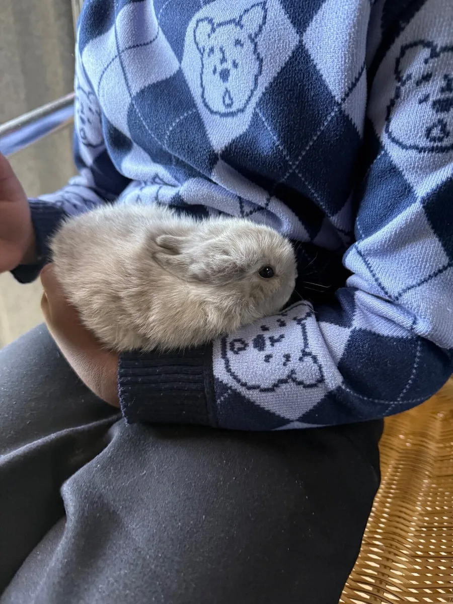 Netherland dwarf rabbit - Image 3