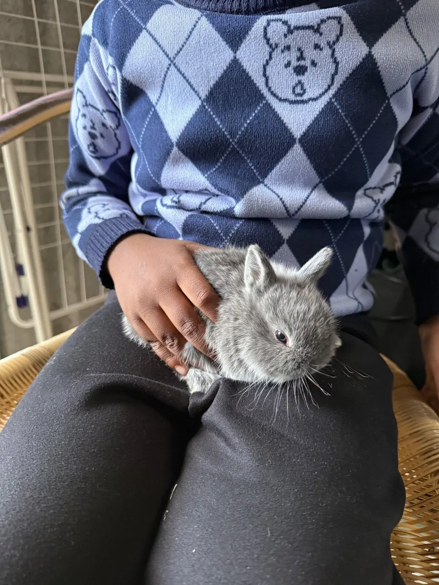 Netherland dwarf rabbit - Image 4