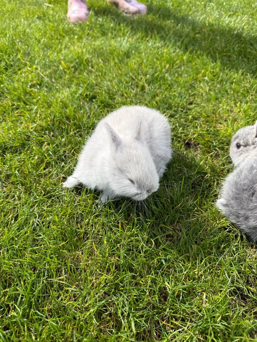 Netherland dwarf rabbit - Image 1