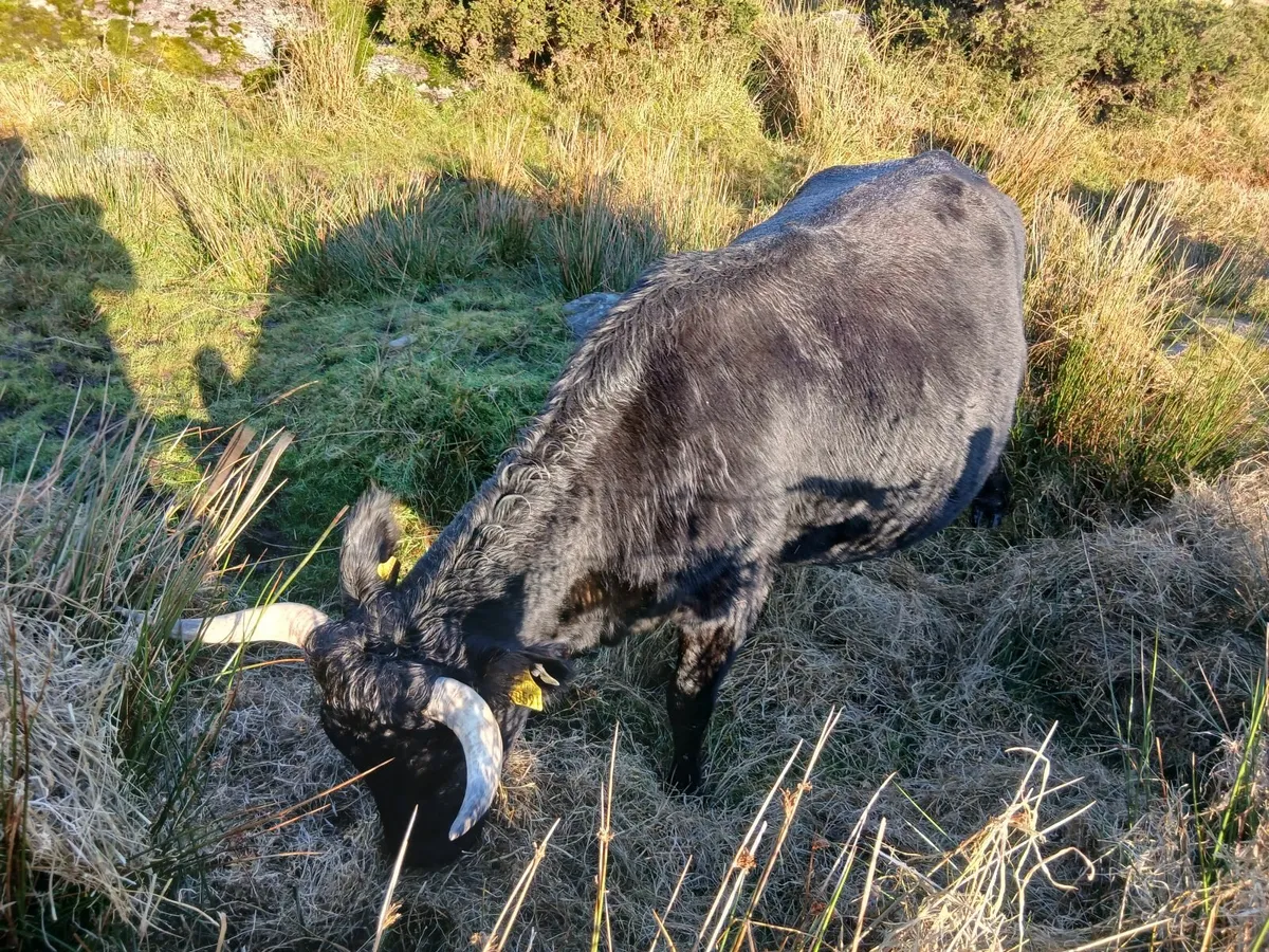 Dexter incalf cow - Image 1