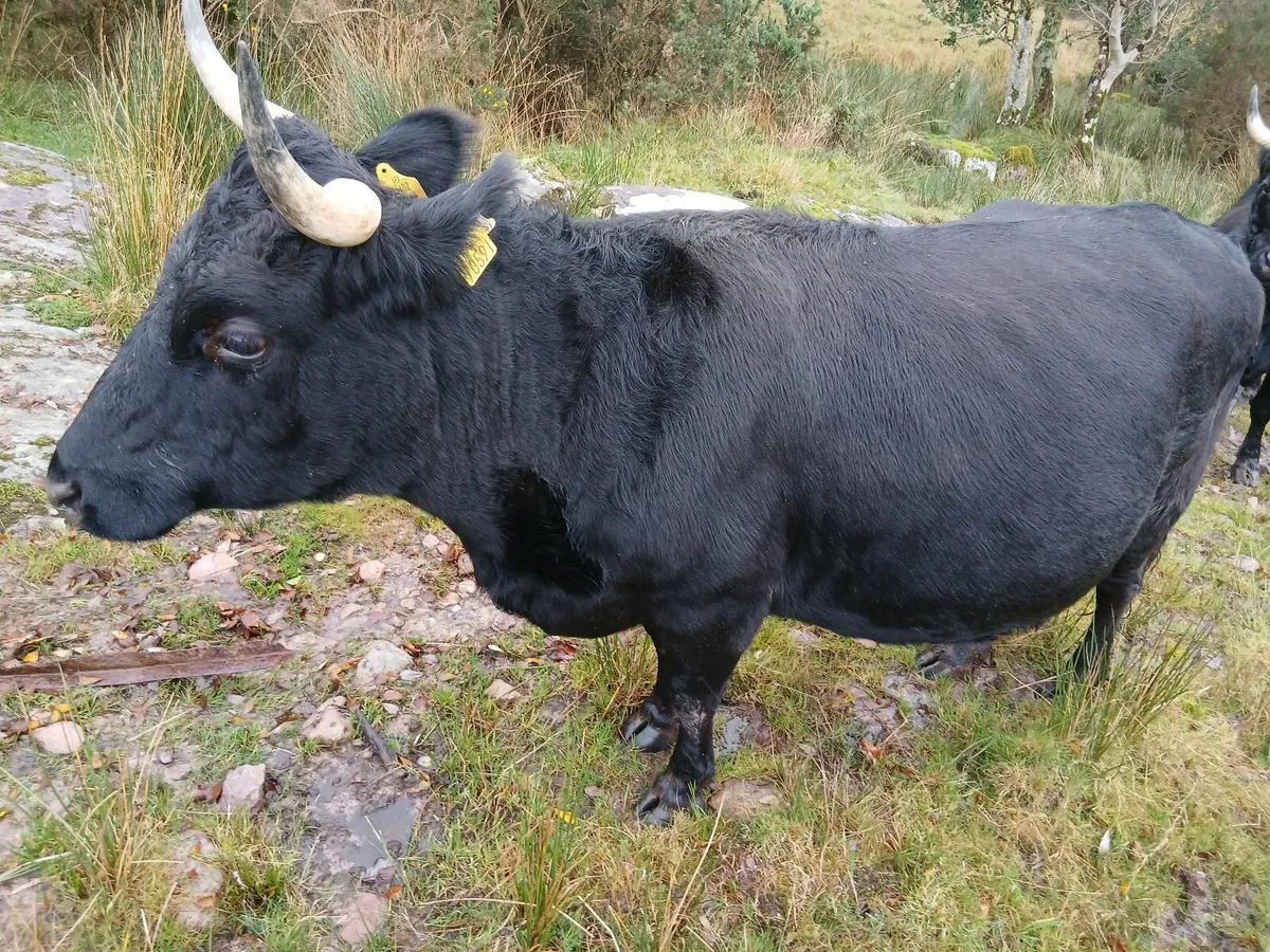 Dexter incalf cow - Image 2