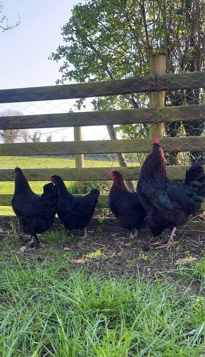 Rare opportunity selling all Pure Bred pairs - Image 2