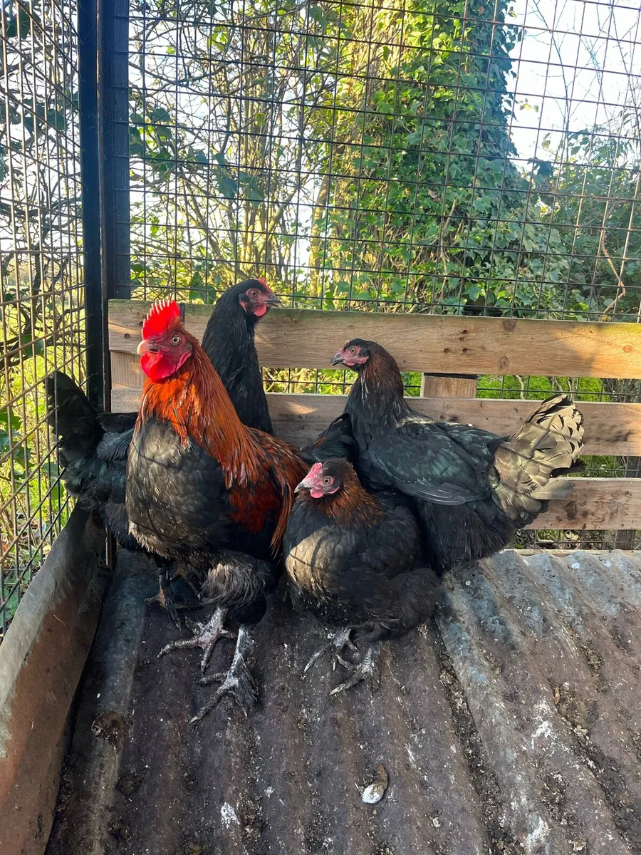 Rare opportunity selling all Pure Bred pairs - Image 1