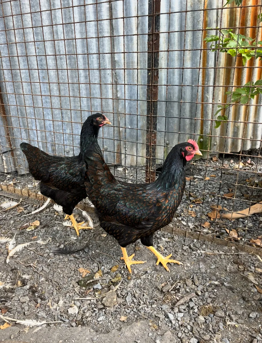 Rare opportunity selling all Pure Bred pairs - Image 3