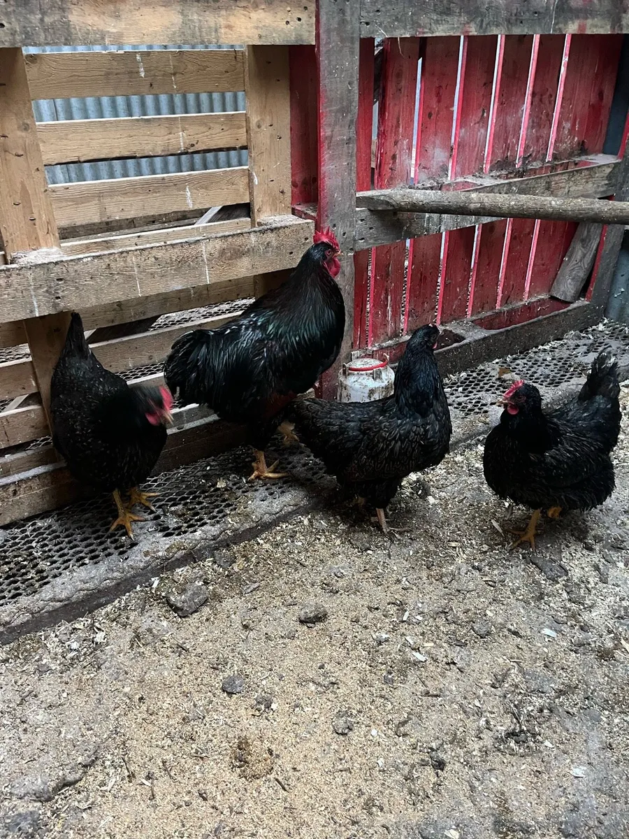 Rare opportunity selling all Pure Bred pairs - Image 4