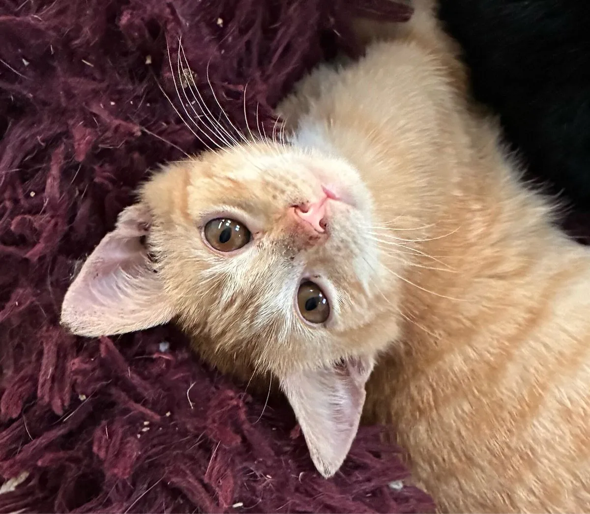 Catstrust adoption and protection. Rescued . - Image 1