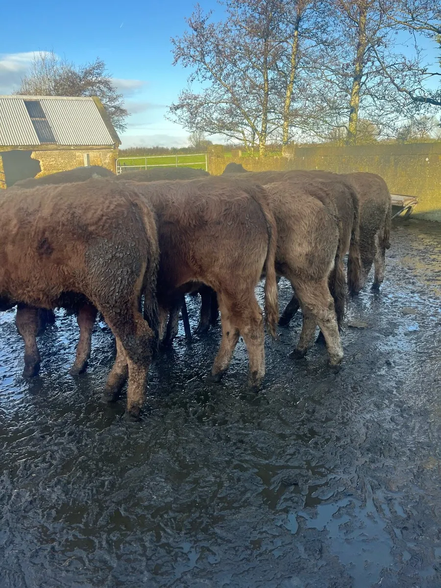 7 Red Lim bullocks - Image 1