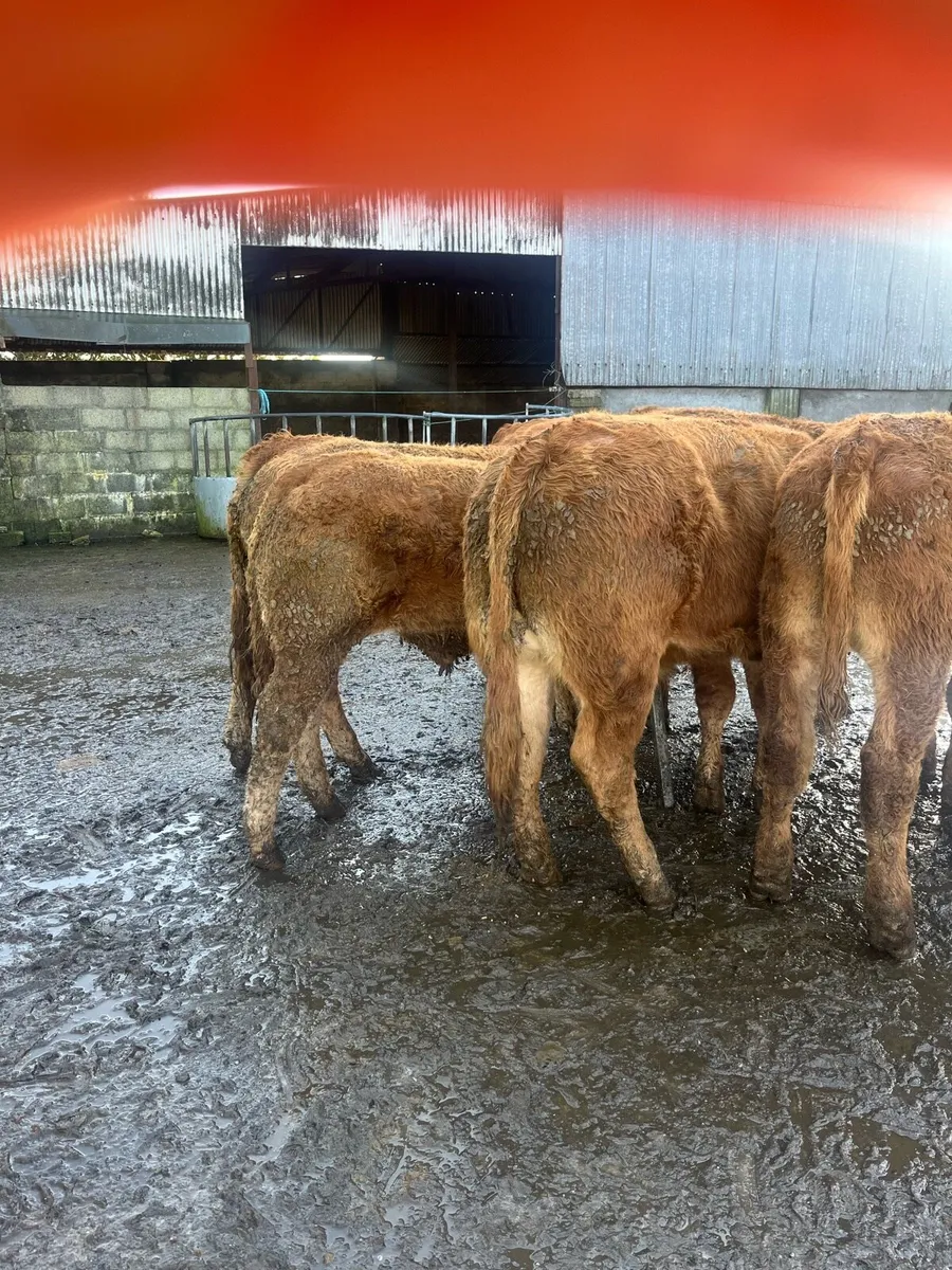 7 Red Lim bullocks - Image 2