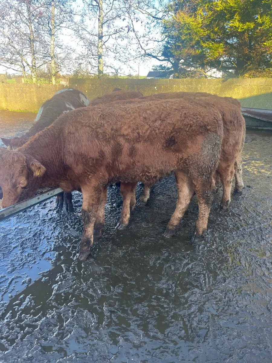 7 Red Lim bullocks - Image 3