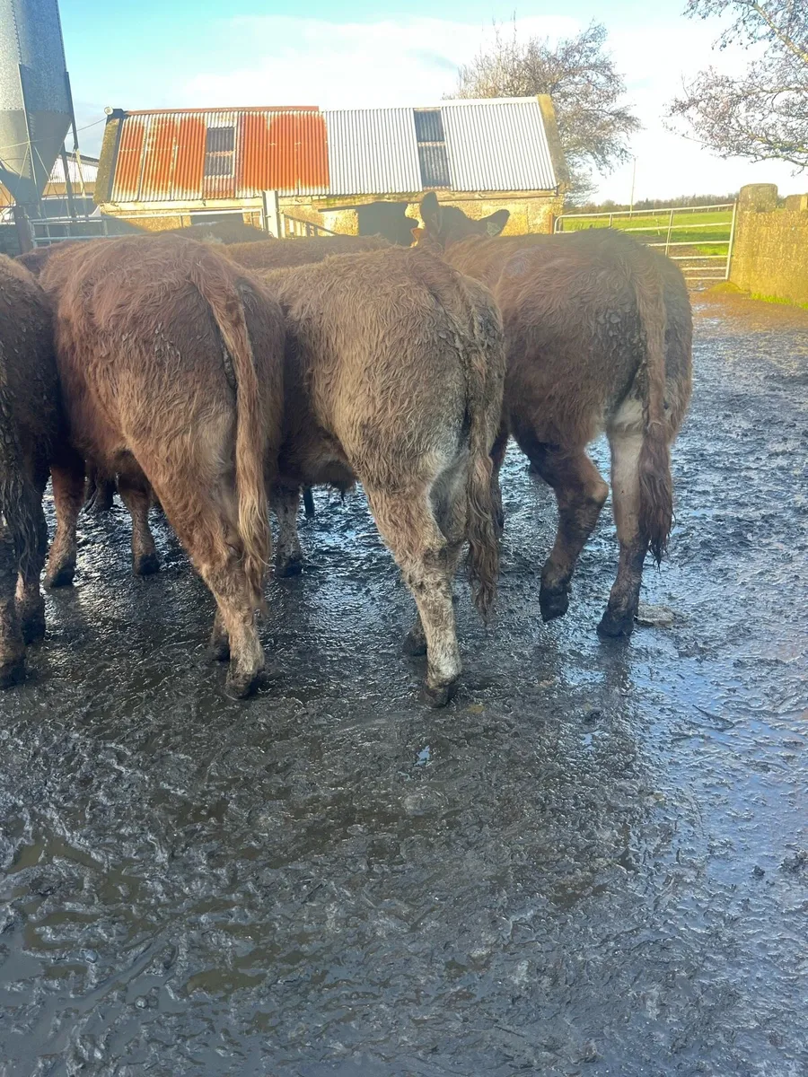 7 Red Lim bullocks - Image 4