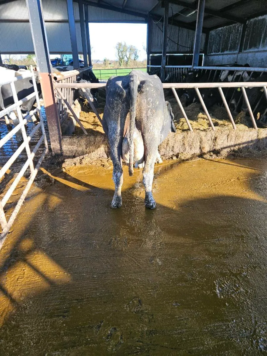 Empty cows - Image 1