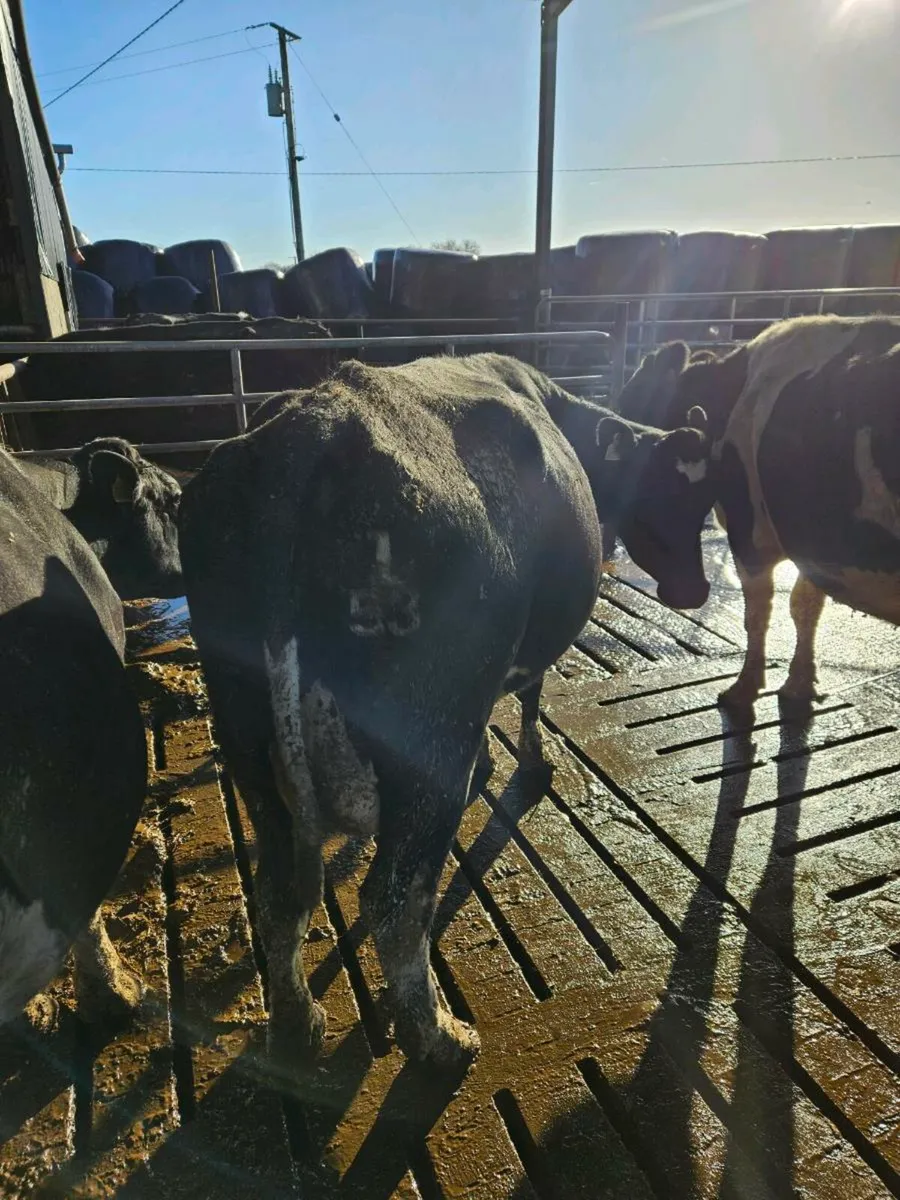 Empty cows - Image 2