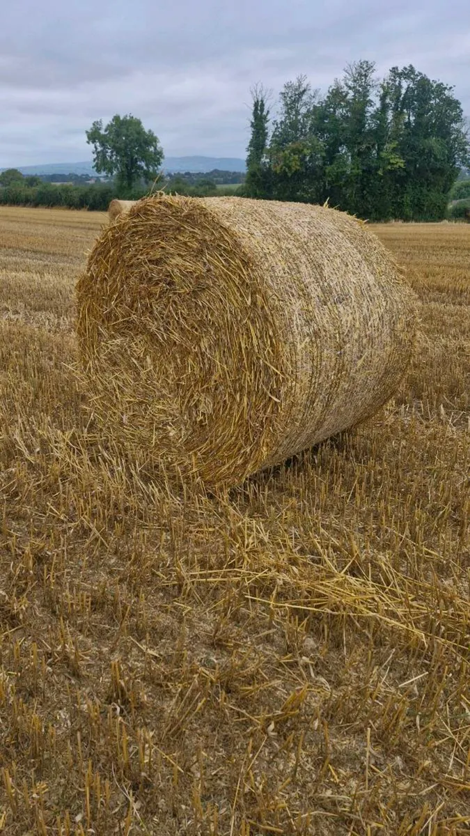 Golden Spring Oaten Straw