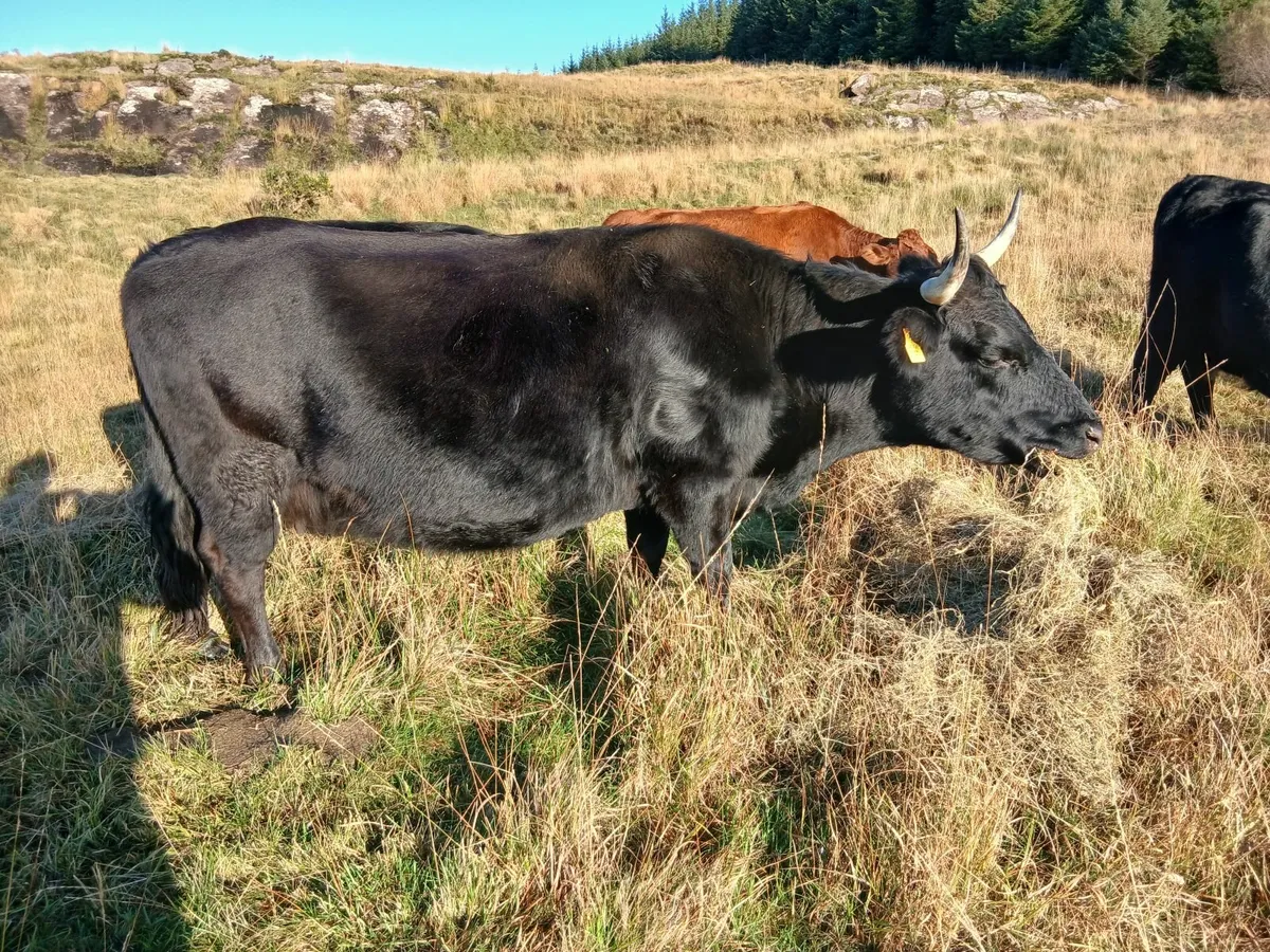 Dexter incalf cow - Image 3