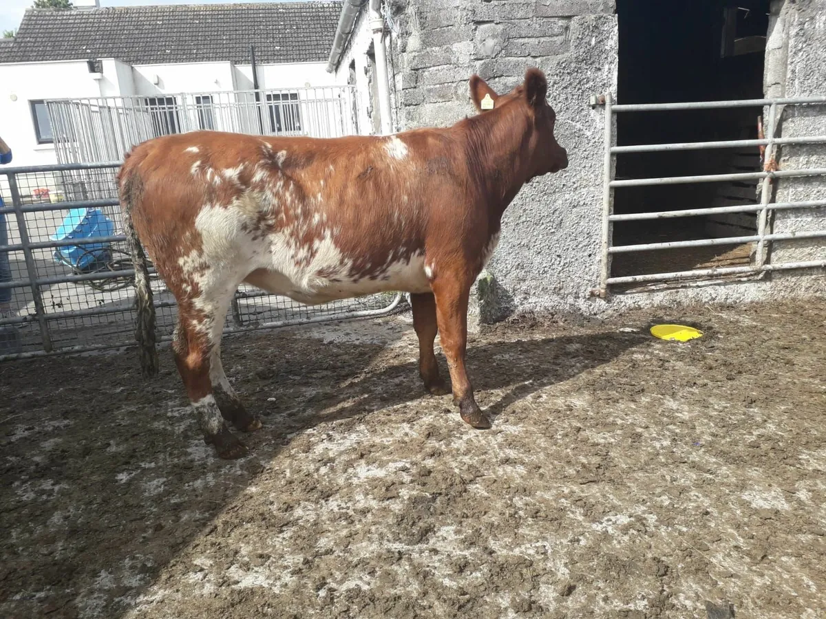 3 Super Heifers with calves at foot - Image 1