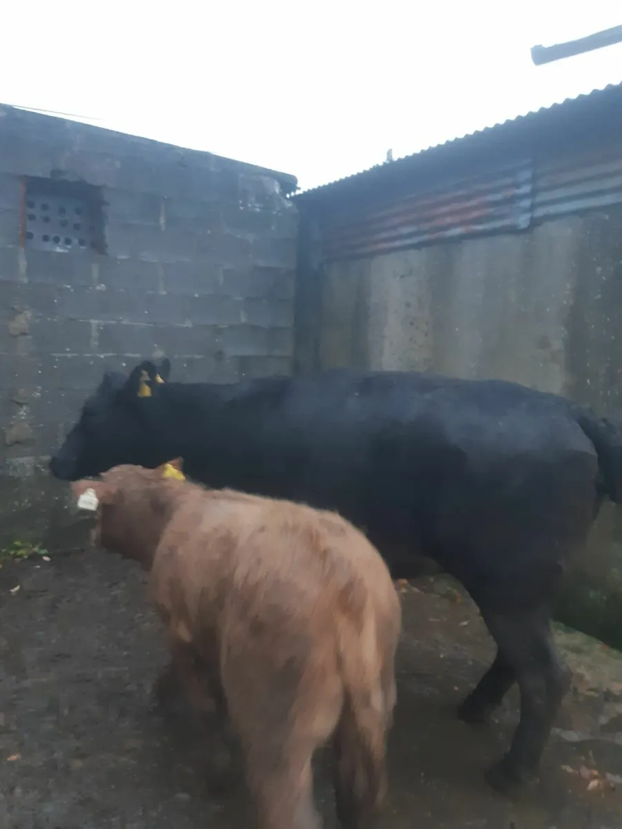 3 Super Heifers with calves at foot - Image 2