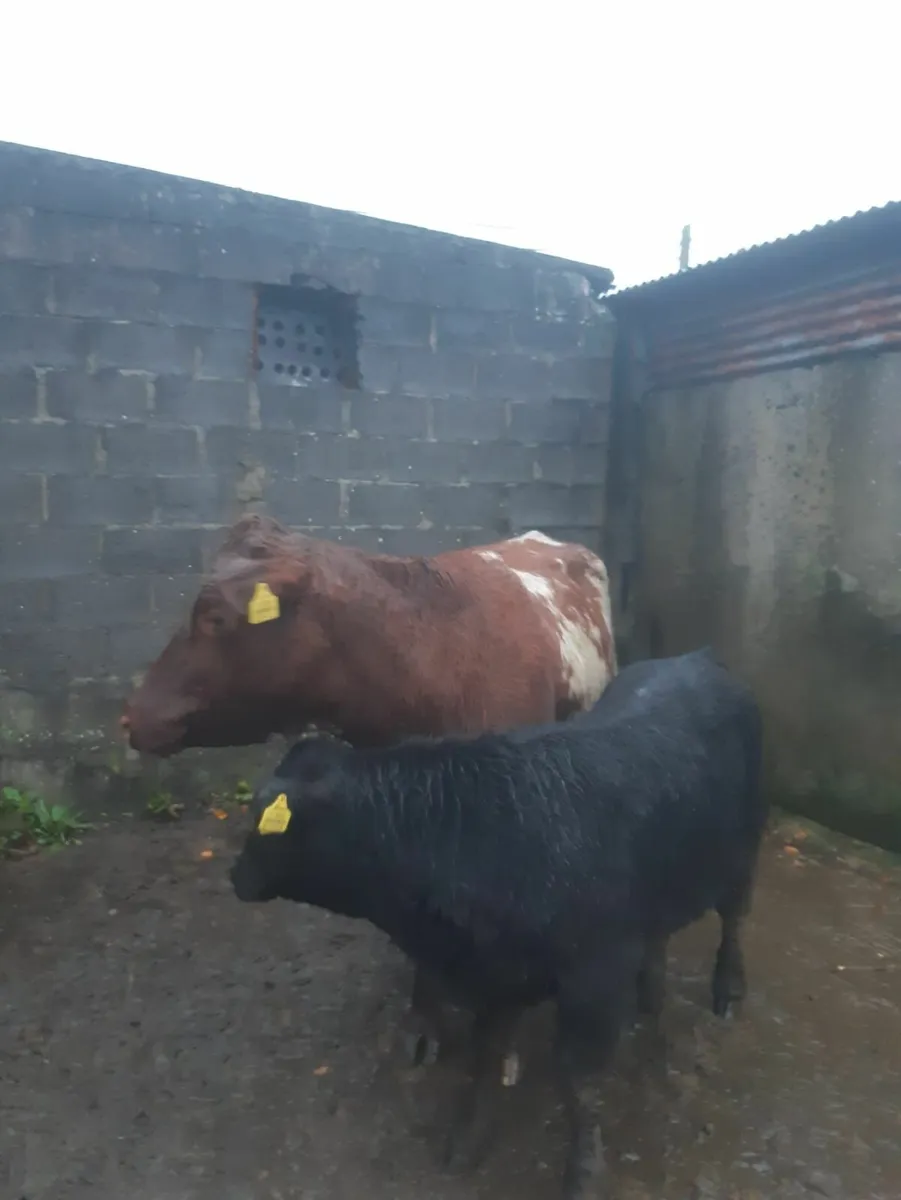 3 Super Heifers with calves at foot - Image 3