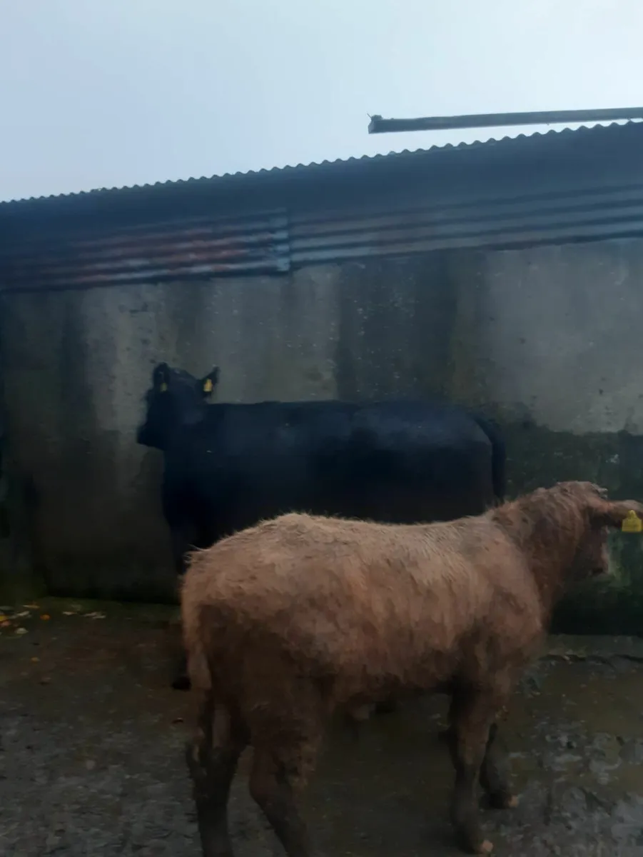 3 Super Heifers with calves at foot - Image 4