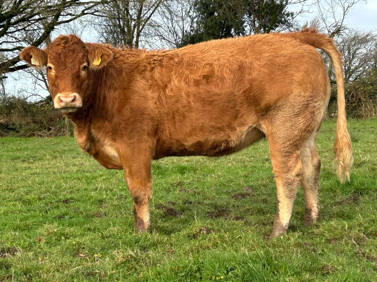 20 super red limousin incalf heifers - Image 2