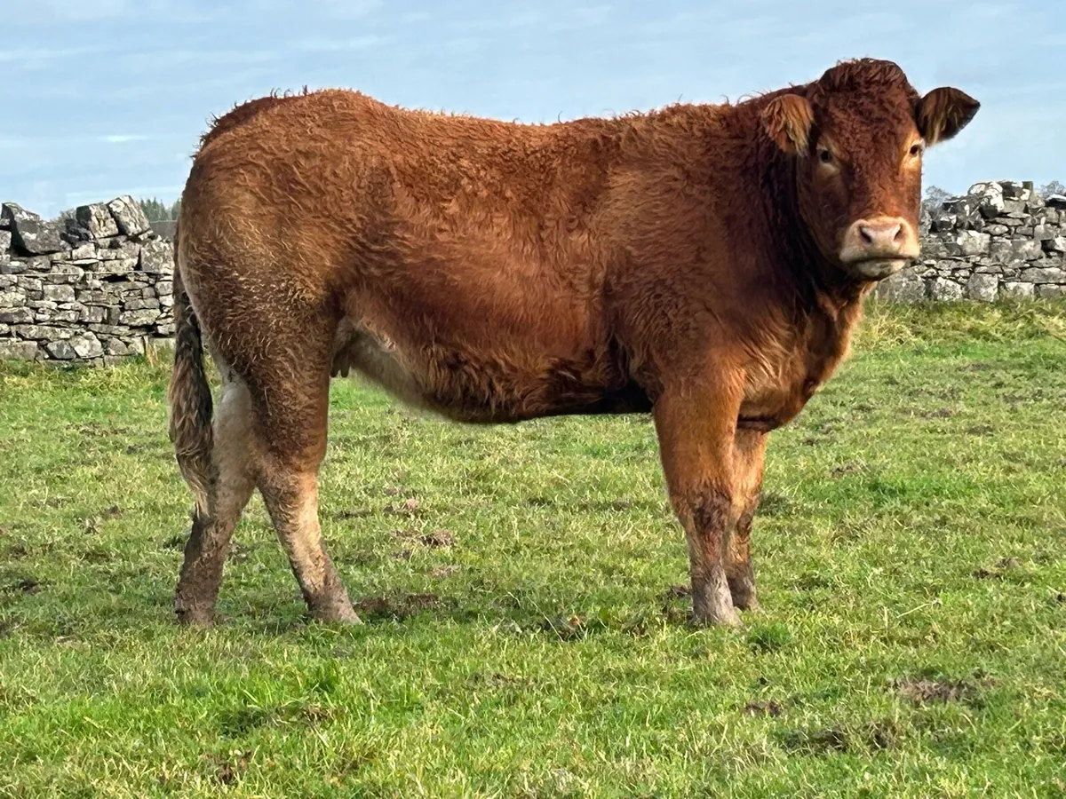 20 super red limousin incalf heifers - Image 1