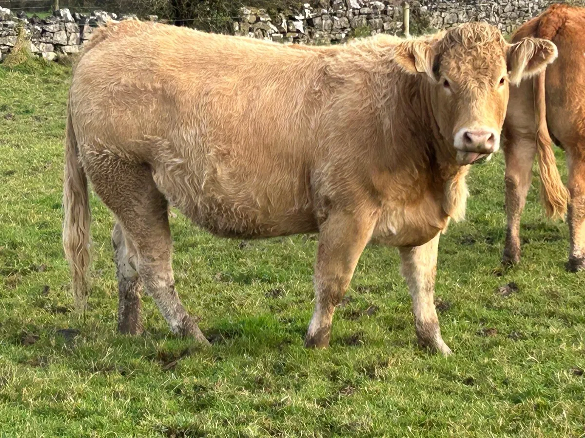 20 super red limousin incalf heifers - Image 3