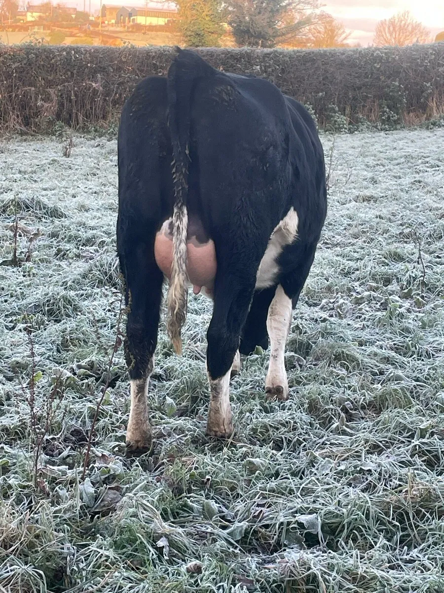 Springing Friesian Heifer - Image 1