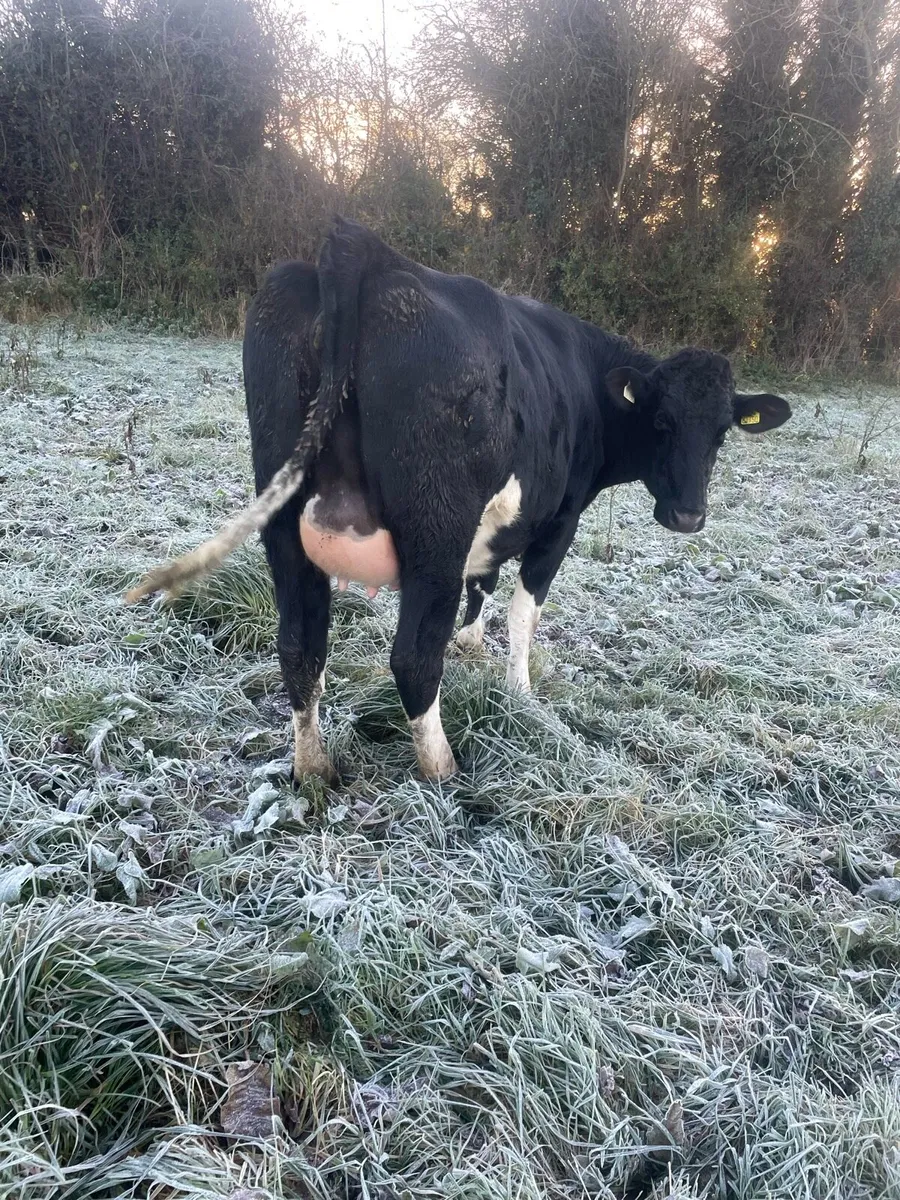 Springing Friesian Heifer - Image 2