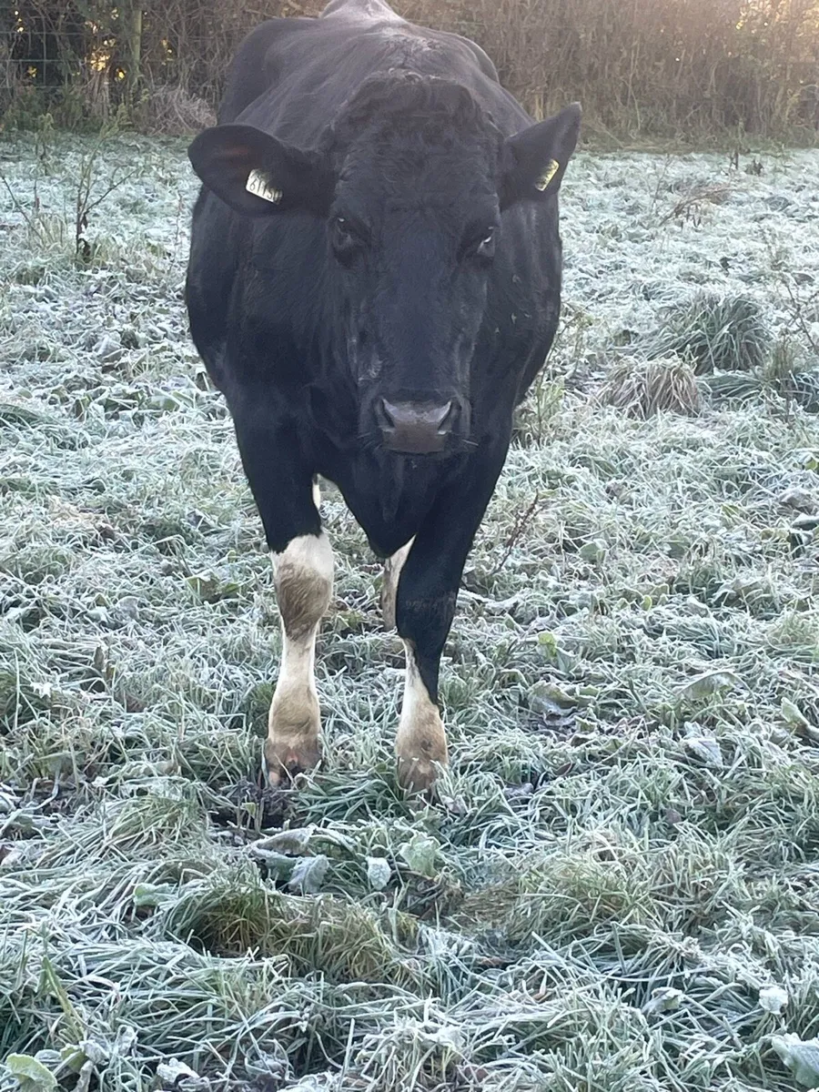 Springing Friesian Heifer - Image 3