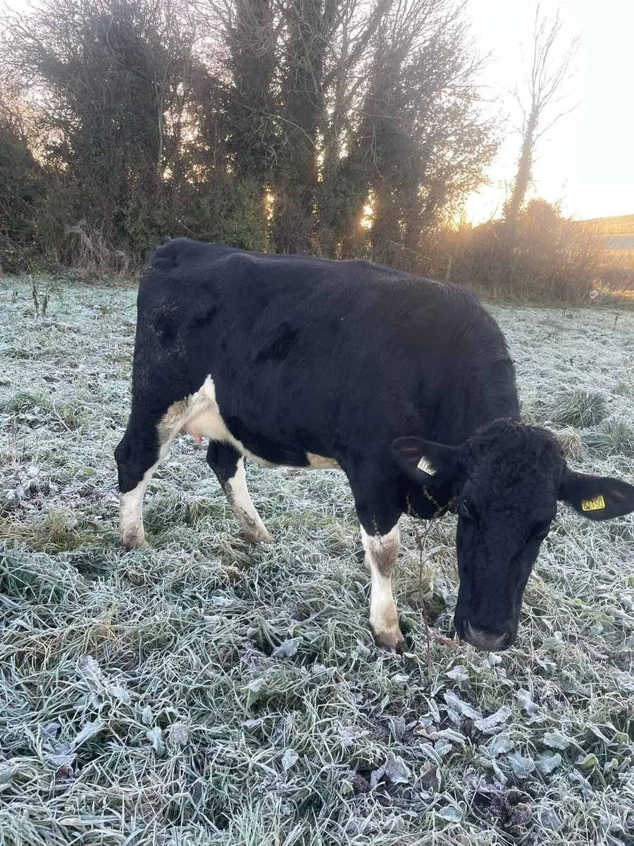 Springing Friesian Heifer - Image 4
