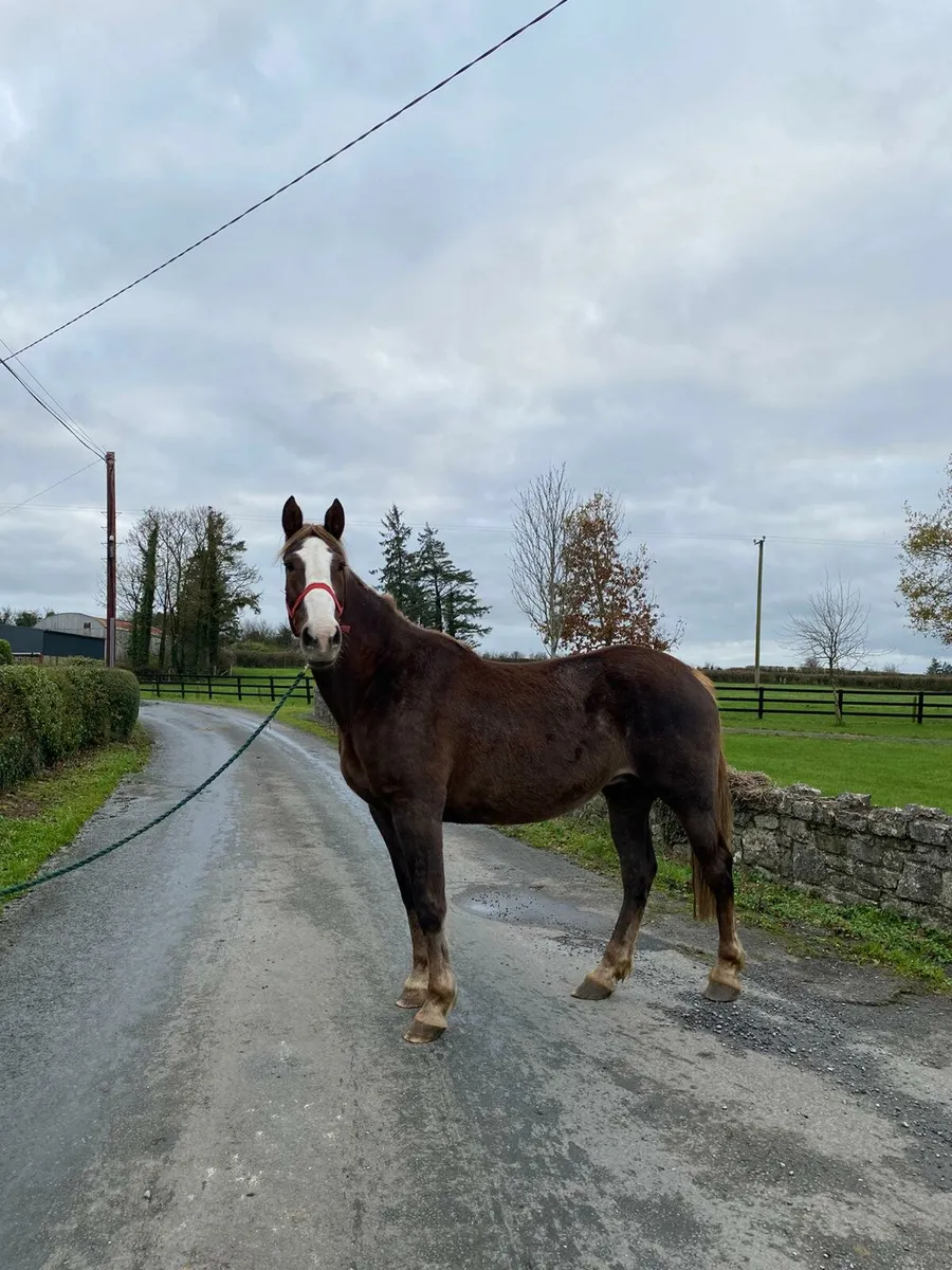 ** Atlantic Cruise Mare ** - Image 1