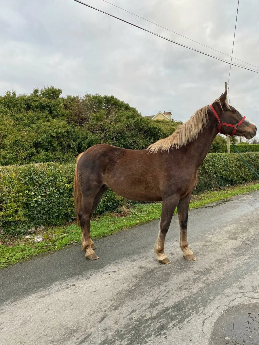 ** Atlantic Cruise Mare ** - Image 2