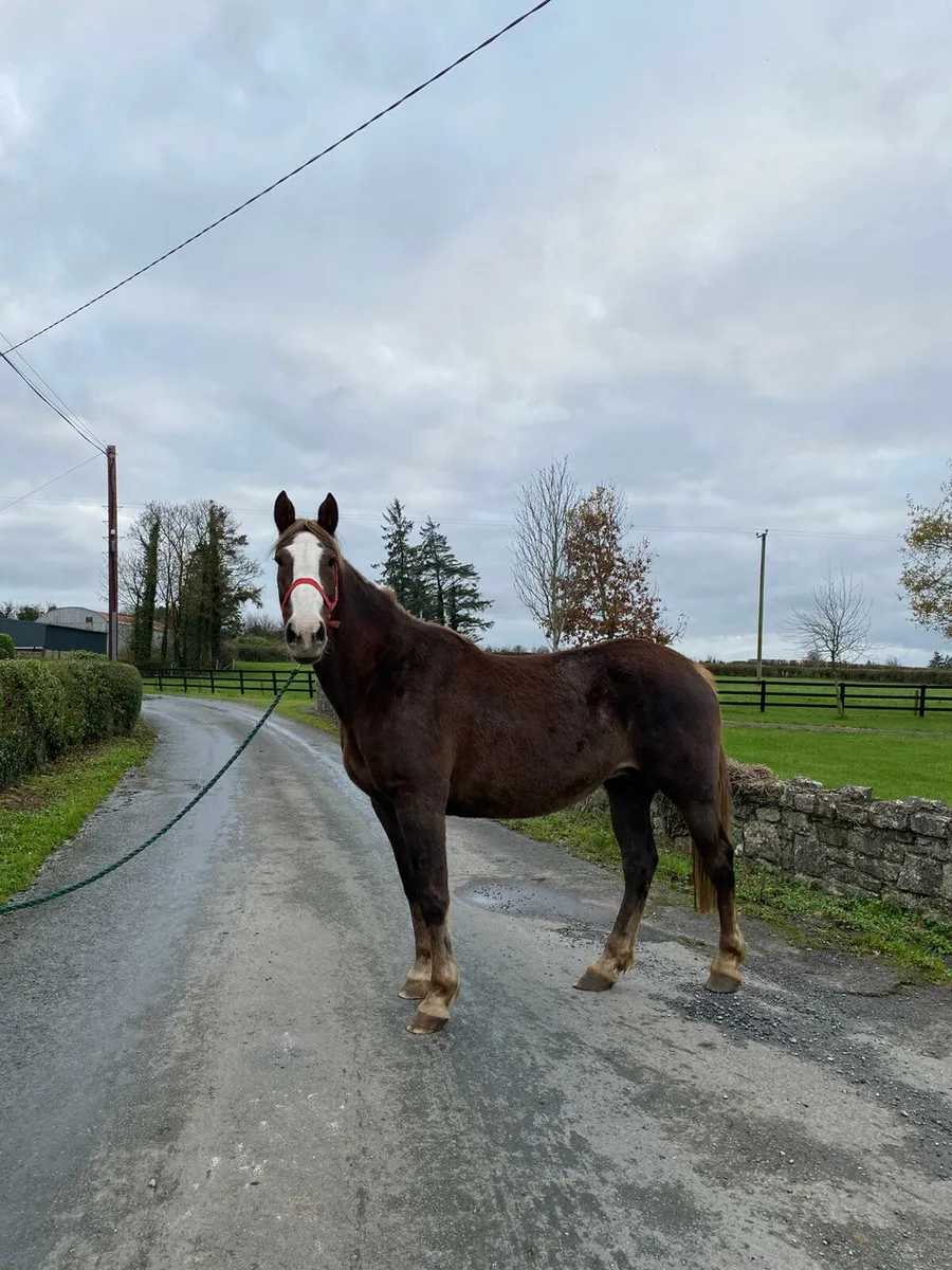 ** Atlantic Cruise Mare ** - Image 3